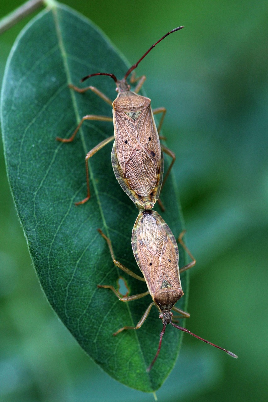 80 + 무료 노린재 & 곤충 이미지 - Pixabay