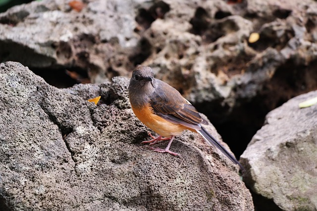 Free Bird Animal photo and picture