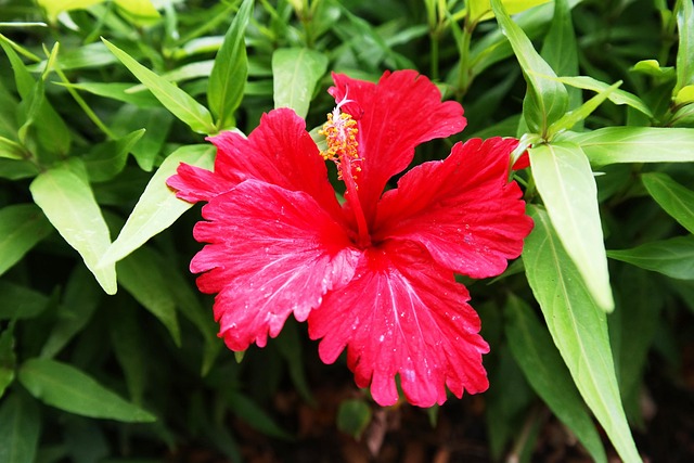 Free Orchide Flower photo and picture