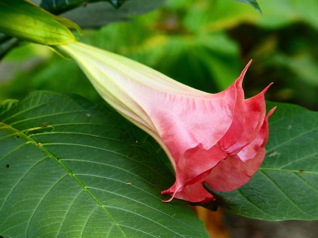 Flor Roja Planta Una Exótica - Foto gratis en Pixabay - Pixabay