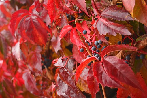 Parthenocissus Quinquefolia, Otoño, Rojo