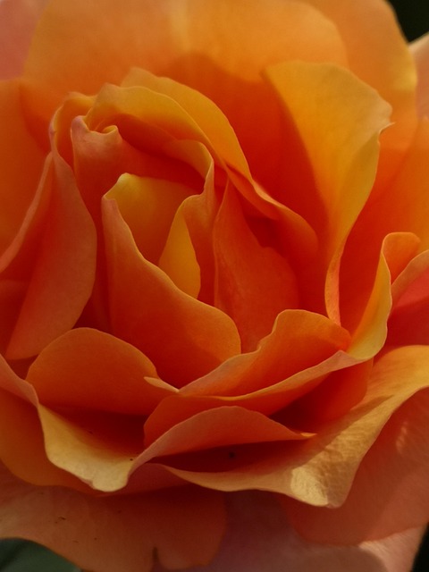 Natur, Blomst, Rose, Romantisk, Passion