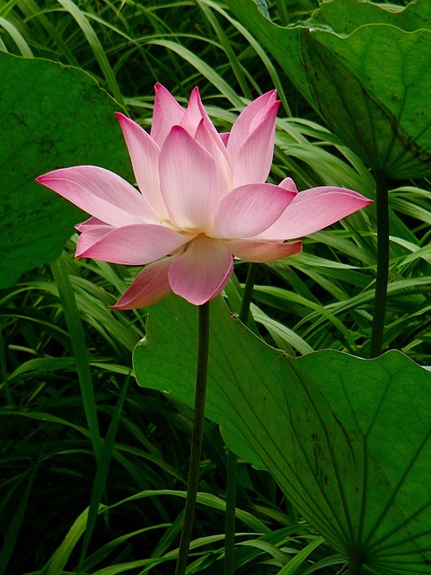 Pink Vietnam Lotus - Free photo on Pixabay - Pixabay