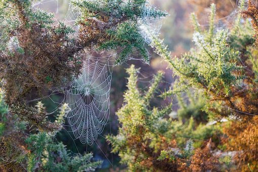 Web, Spindelvæv, Natur, Dugdråbe
