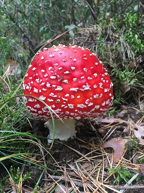 Free Forest Mushroom photo and picture