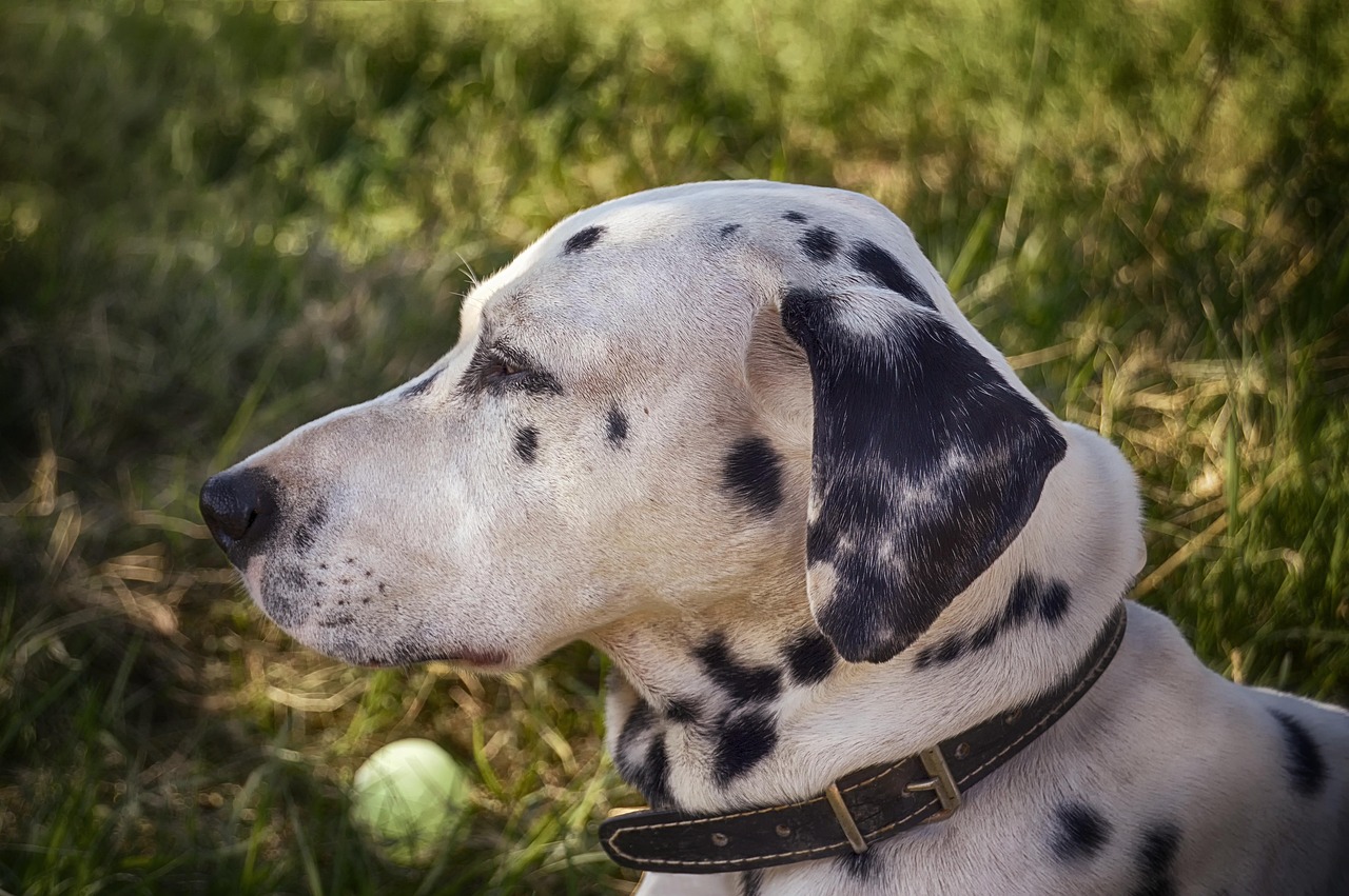 Dalmatian - free online jigsaw puzzle photo