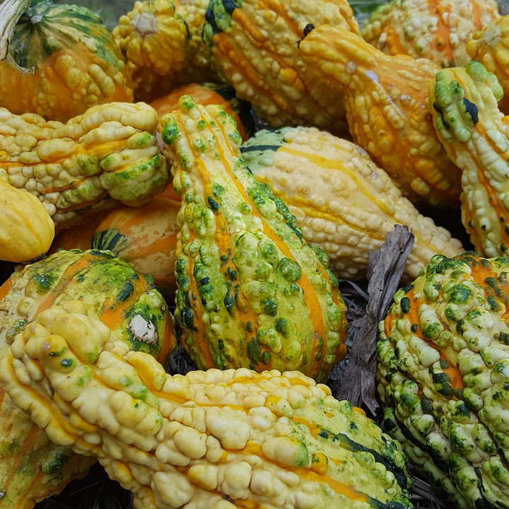 Ornamental Gourds Gourd Yellow Free photo on Pixabay