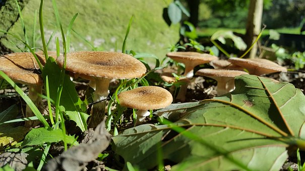 Free Mushrooms Wild Mushrooms photo and picture