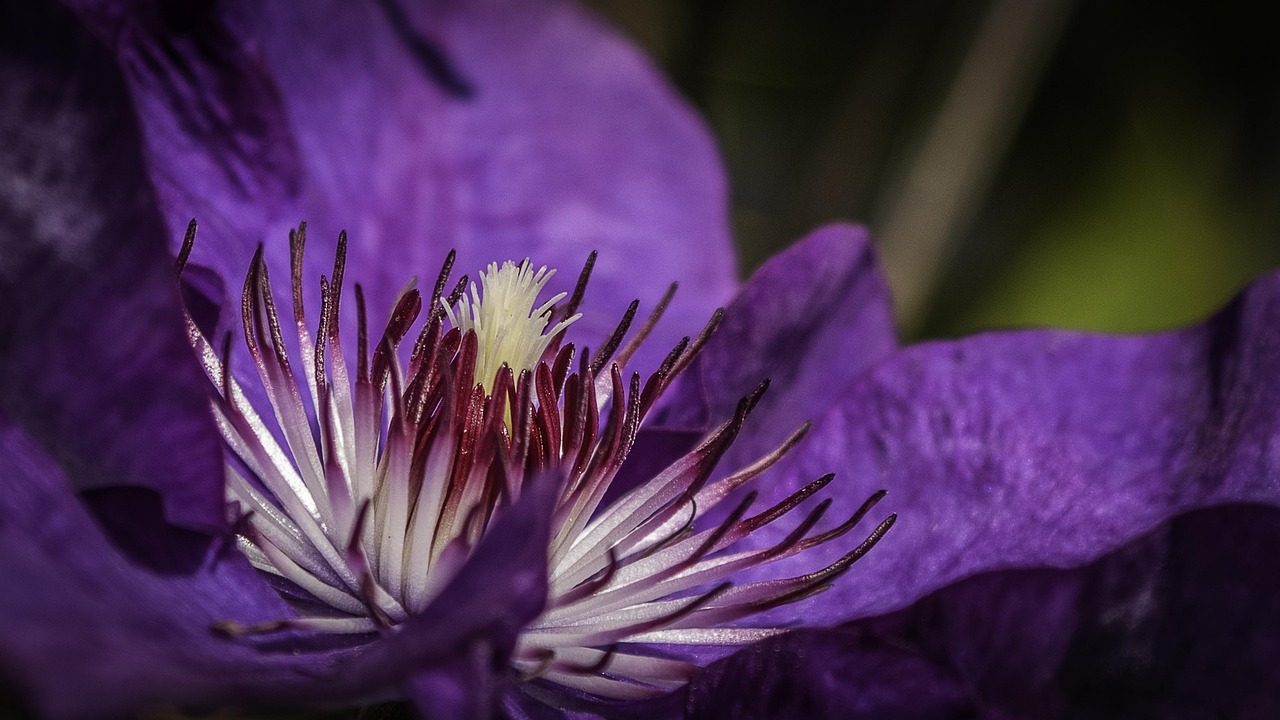 Clematis - free online jigsaw puzzle photo