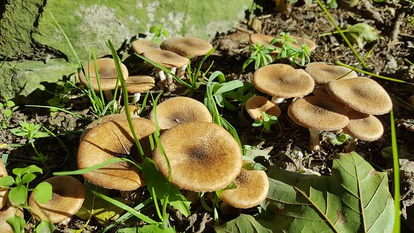 Free Mushrooms Wild Mushrooms photo and picture