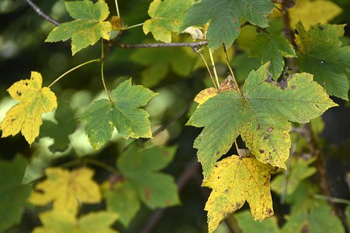 Ahornblatt, Ahorn, Blatt, Wald, Laub