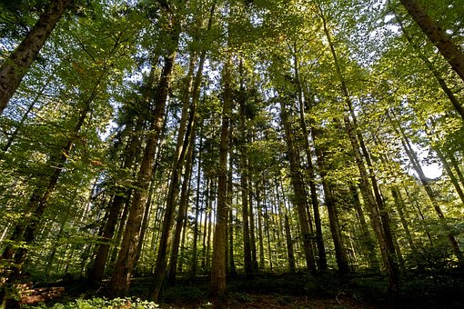 Bäume, Wald, Natur, Landschaft, Licht
