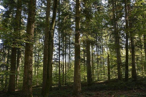 Bäume, Wald, Natur, Landschaft, Licht