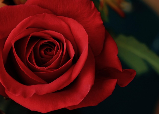 Free Rose Red photo and picture