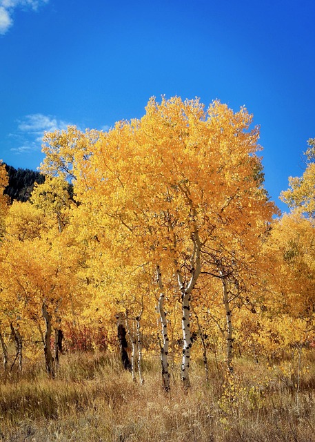Free Autumn Golden photo and picture