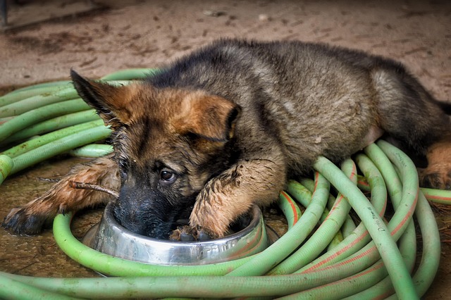 Free German Shepherd Dog Puppy photo and picture