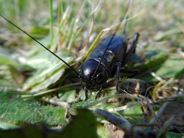 Bitel Insect Beetle Insect Macro The - Free photo on Pixabay