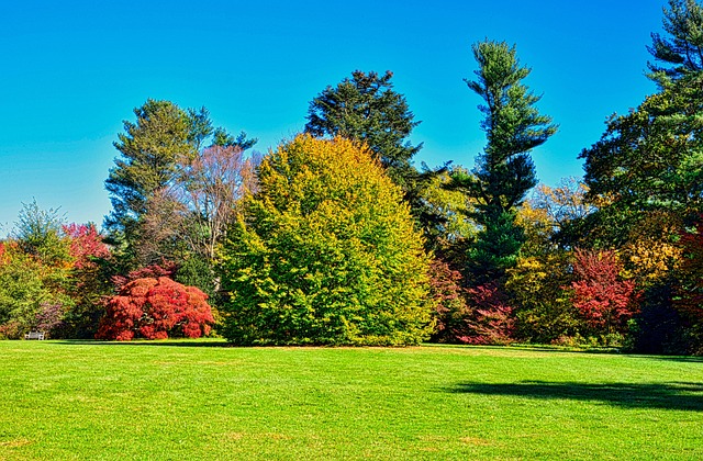 Podzim, Arboretum, Barvitý, Stromy
