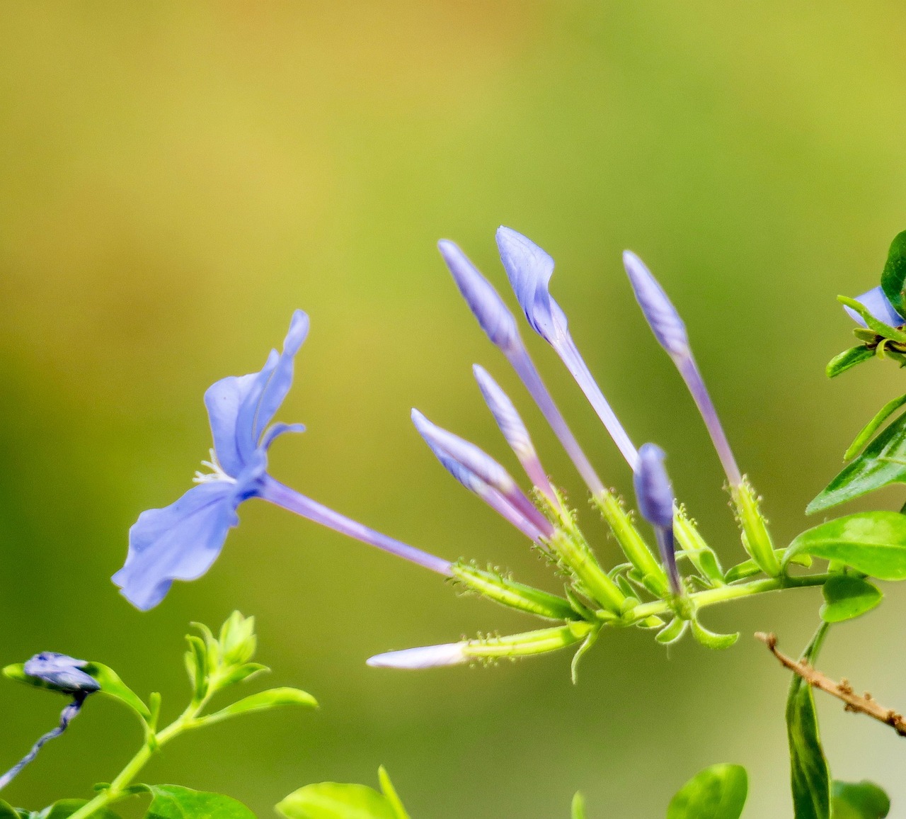 Blue Flower Dan Plant Free photo on Pixabay Pixabay
