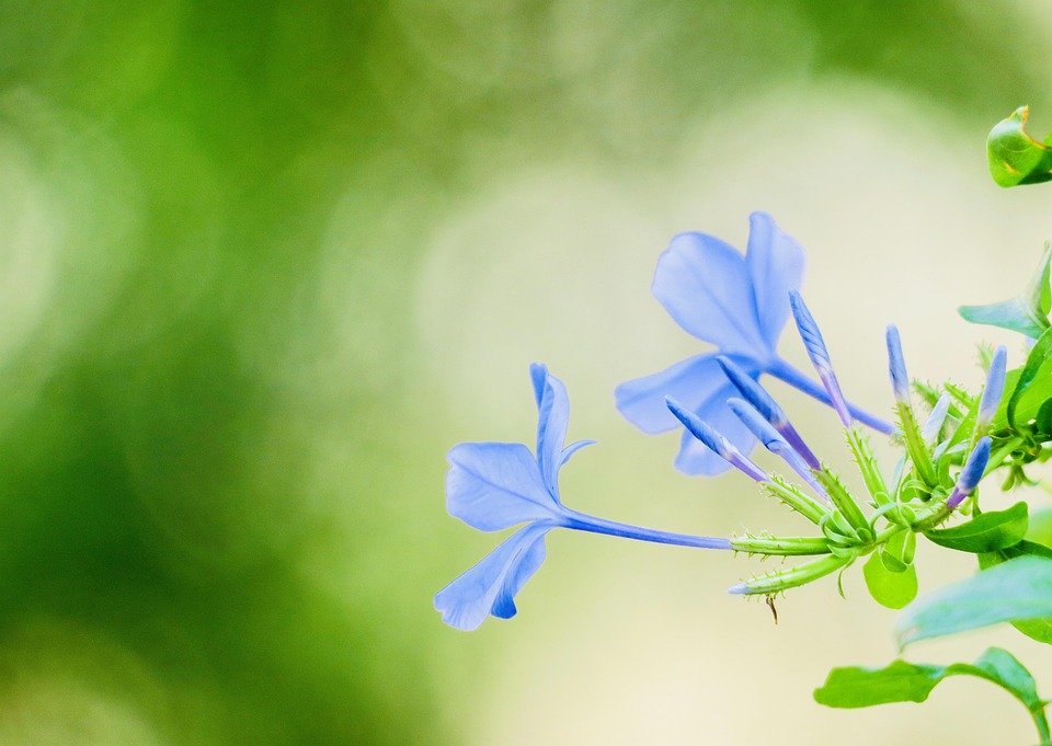 青花壇 花 工場 Pixabayの無料写真