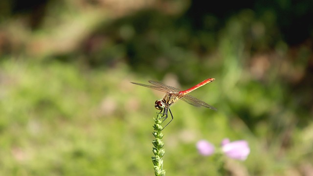 Natur, Libelle, Flügel, Insekten