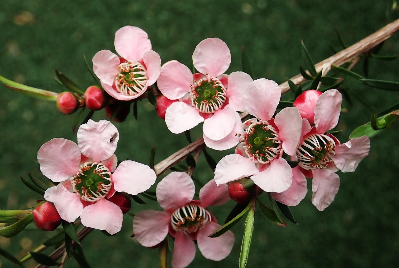 Free Flowers Tea Tree photo and picture