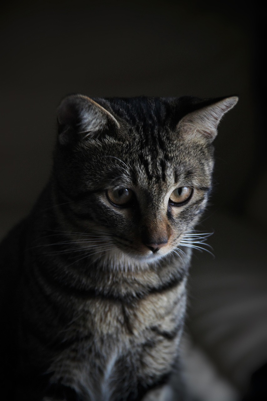 2500000 多张免费的“猫（Cat）”和“宠物”照片 - Pixabay