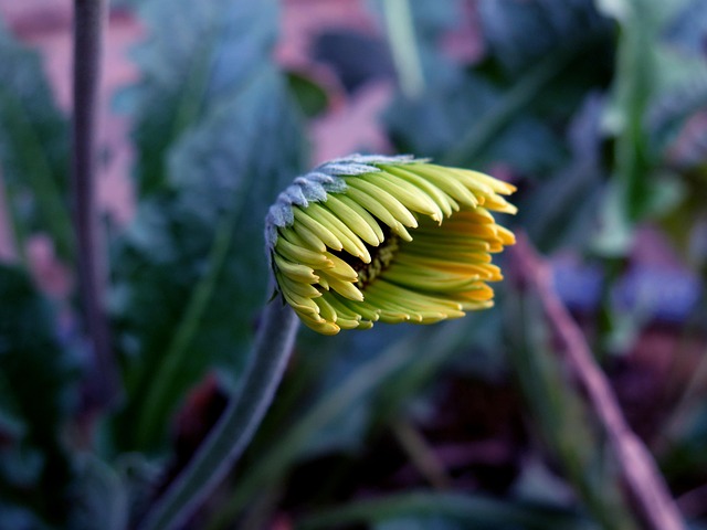 Gerbera, Gerbera Blume, Natur, Pflanze