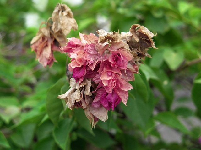 Glosbe, Auf Glosbe Blumen, Blume