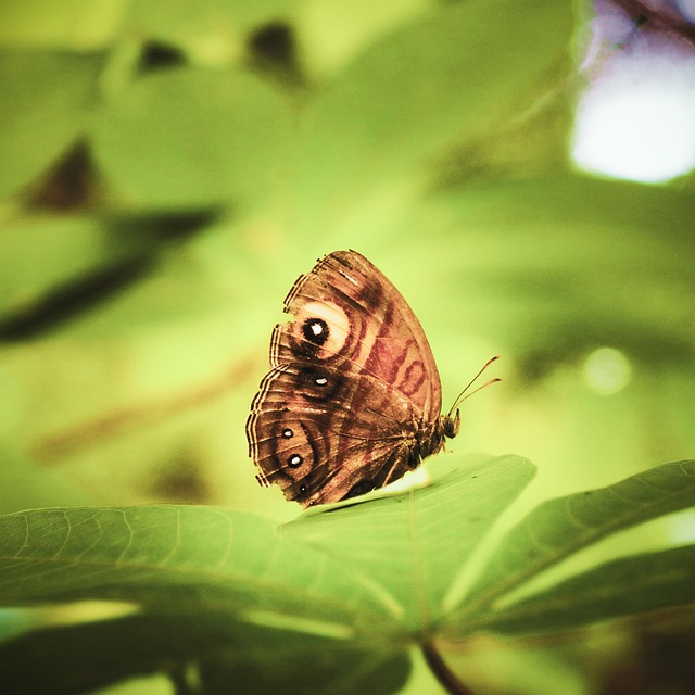 Free Butterfly Nature photo and picture
