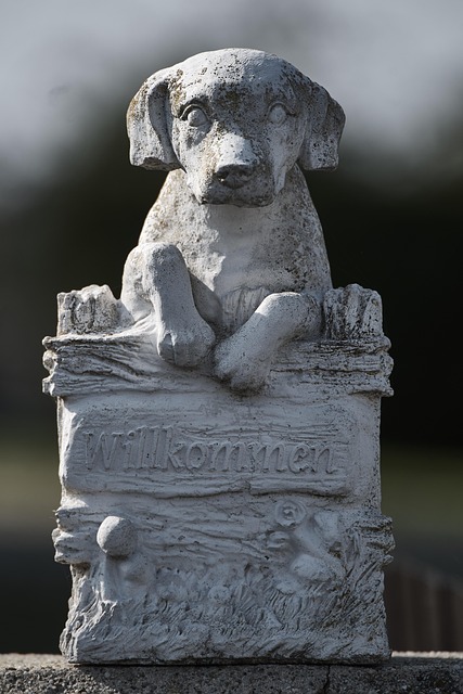 Free Dog Nature photo and picture