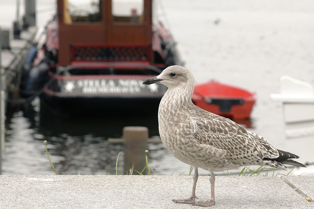 Möwe, Vogel, Tier, Natur, Wasservogel