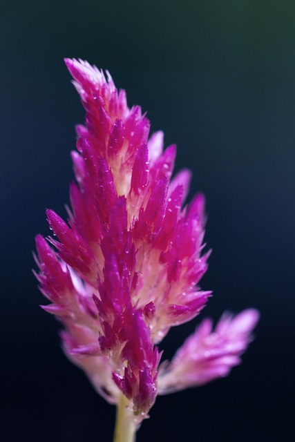 Bloem, Lockscreen Wallpaper