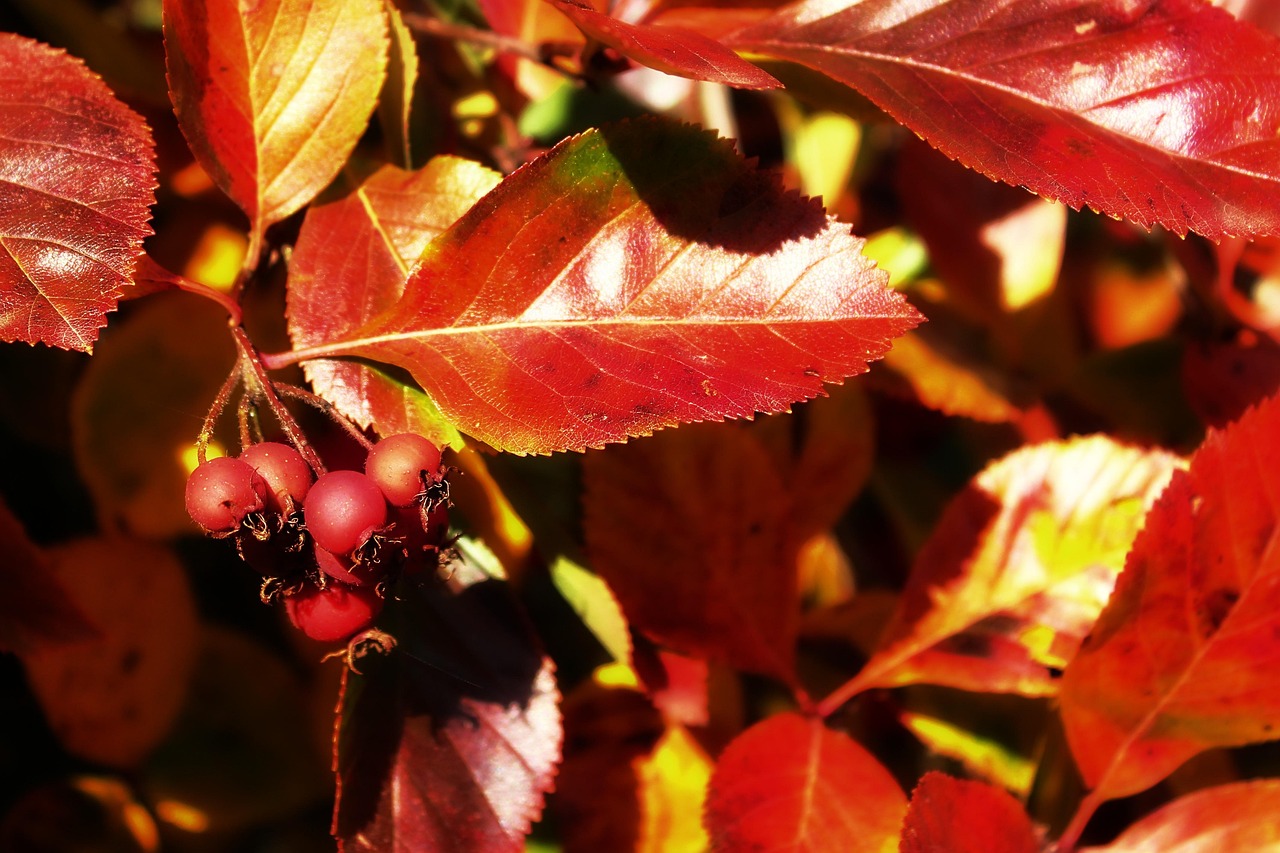 Autumn Leaves Fall - Free photo on Pixabay - Pixabay