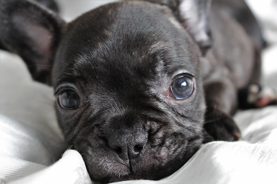 Cucciolo Cane Bello Foto Gratis Su Pixabay