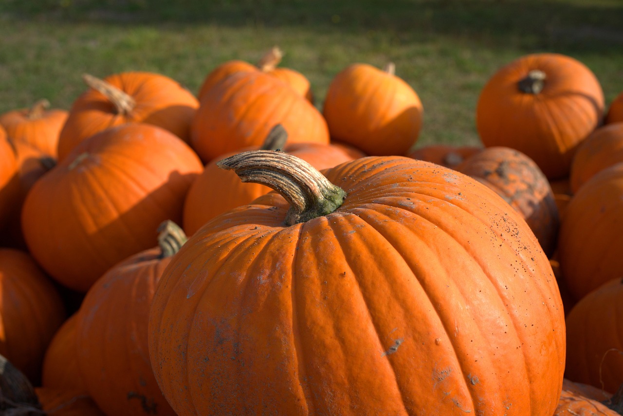 Pumpkin - free online jigsaw puzzle photo