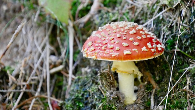 Free Toadstool Mushroom photo and picture