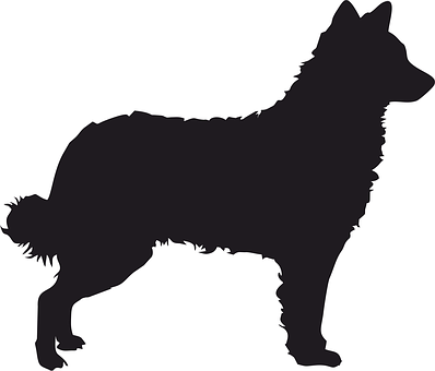 Free Hrvatski Ovcar Croatian Shepherd illustration and picture