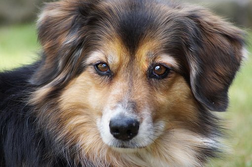 Hund, Tier, Haustier, Hundeportrait