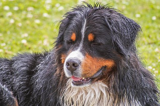 Berner Sennenhund, Hund, Haustier, Tier