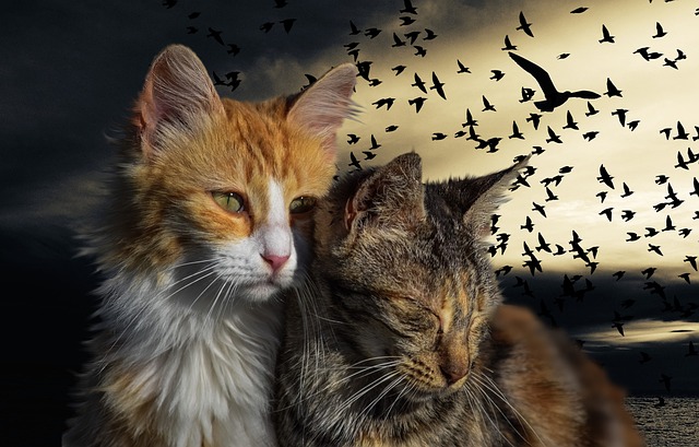 Free Kitten Cats photo and picture