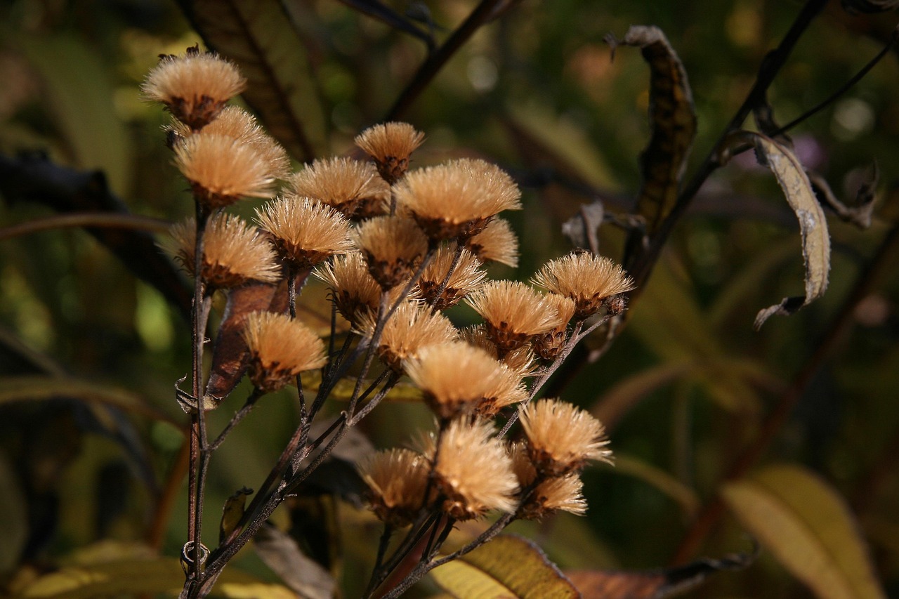 Dry Flower Fall Free photo on Pixabay Pixabay