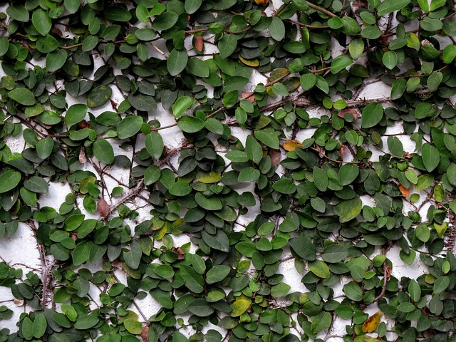 Mauer, Baum Klettern, Baum-Klettern-Wand