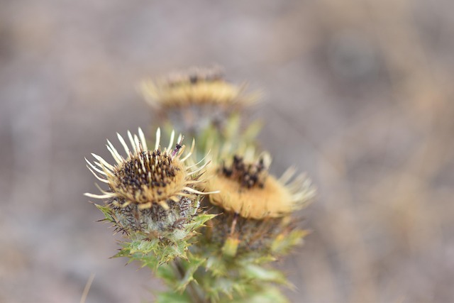 Free Thistle Blossom photo and picture
