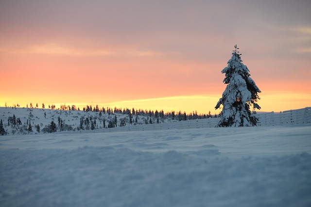 Free Winter Snow photo and picture