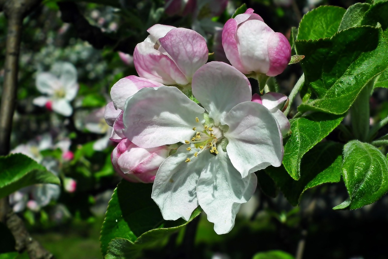 Flower Apple Tree Free photo on Pixabay Pixabay