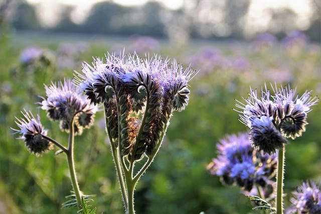 Free Vratič Nature photo and picture