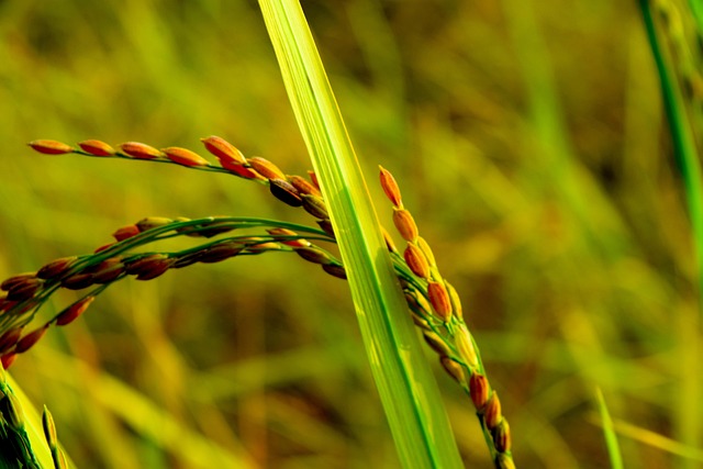 Free Rice Paddy Field photo and picture