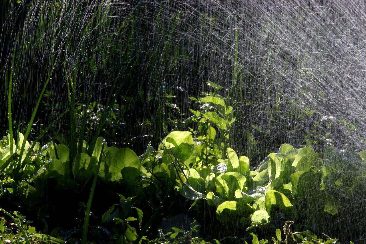 Les bases de l'hydrologie de jardin pour gérer les zones humides