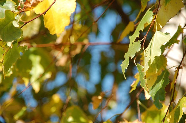 Val, Boom, Natuur, Herfst, Lakens, Hemel